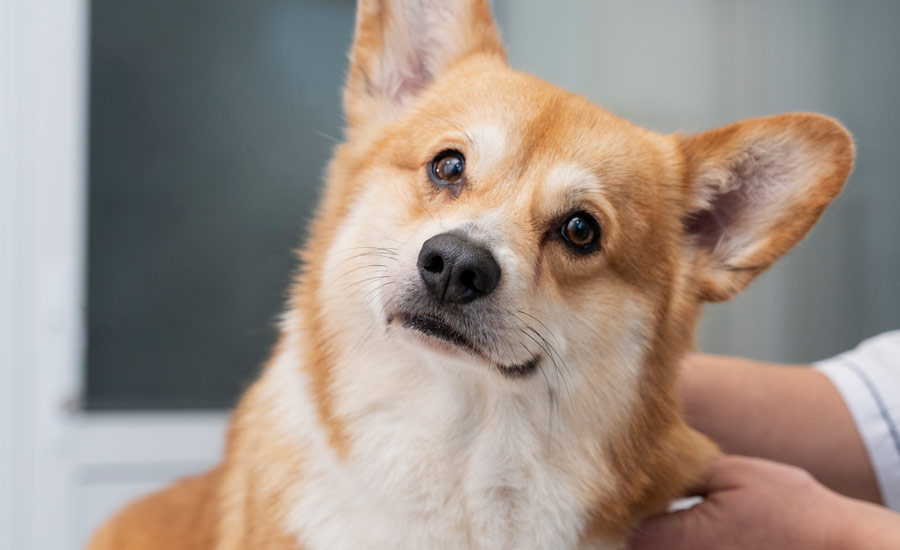jara-veterinarios-campaña-de-salud-contra-la-rabia