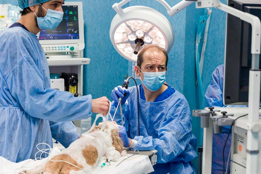 experto-en-cardiologia-en-clinica-veterinaria-en-moralzarzal