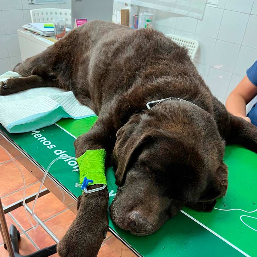intoxicacion-de-mascota-de-thc-clinica-veterinaria-de-moralzarzal