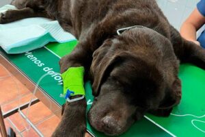 mascotas-con-graves-estado-de-salud-de-intoxicacion-de-drogas-en-parque-clinica-veterinaria-moralzarzal